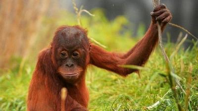 The Secret Life of the Zoo