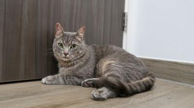 The Supervet: Noel Fitzpatrick