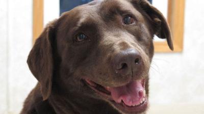 The Incredible Dr. Pol