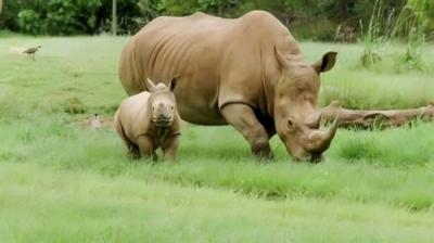 Crikey! It's the Irwins