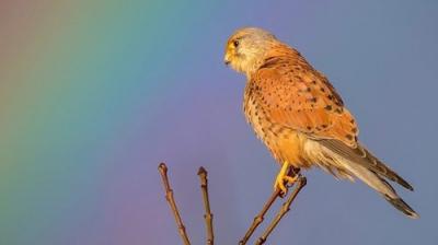 Springwatch