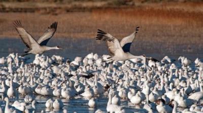 The National Geographic Guide to Birding in North America