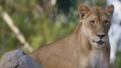 Taronga: Who's Who In The Zoo