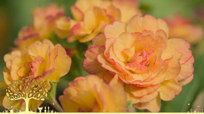 Gardeners' World