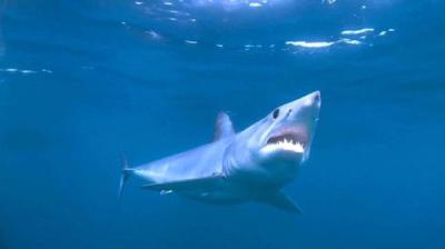 When Sharks Attack
