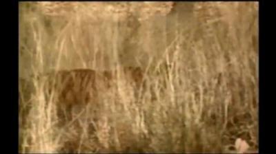 Mutual of Omaha's Wild Kingdom