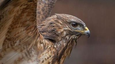 Springwatch