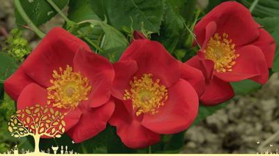 Gardeners' World