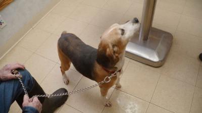 The Incredible Dr. Pol