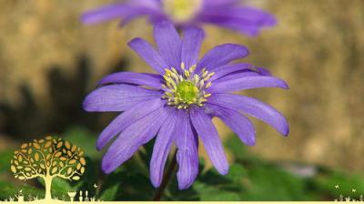 Gardeners' World