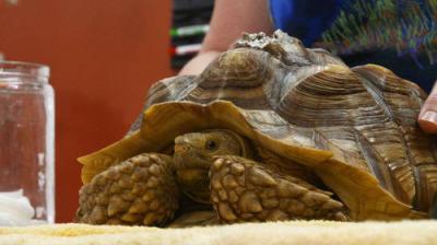 Dr. K's Exotic Animal ER