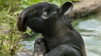 The Secret Life of the Zoo