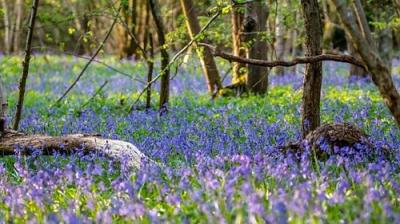 Springwatch