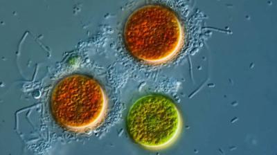 Journey to the Microcosmos