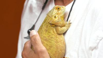 Dr. K's Exotic Animal ER