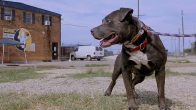 Pit Bulls and Parolees