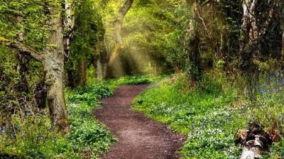 Springwatch