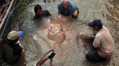 River Monsters