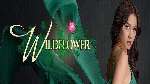 Wildflower filmas žiurėti online