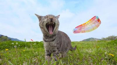 A Cat's-Eye View of Japan