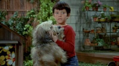 The Brady Bunch