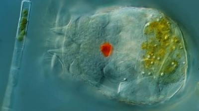 Journey to the Microcosmos