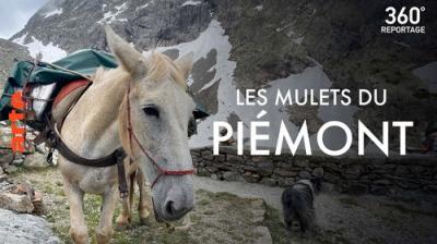 ARTE 360° Reportage