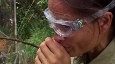I'm a Celebrity...Get Me Out of Here!