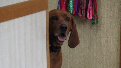 The Incredible Dr. Pol