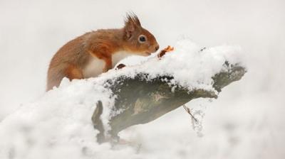 Winterwatch