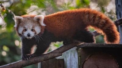 The Secret Life of the Zoo