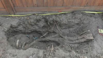 Buried In The Backyard