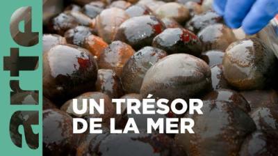 ARTE 360° Reportage