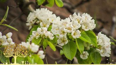 Gardeners' World