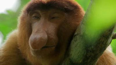Planeta Selva