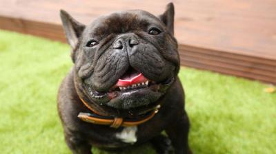 The Supervet: Noel Fitzpatrick