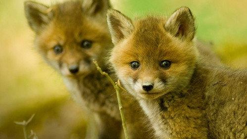 Wildlife SOS filmas žiurėti online