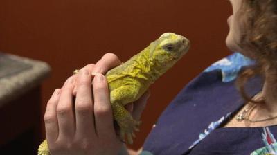 Dr. K's Exotic Animal ER