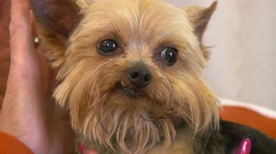 The Incredible Dr. Pol