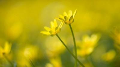 Springwatch