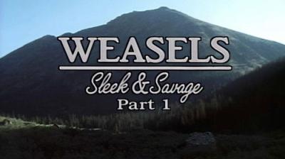 Marty Stouffer's Wild America
