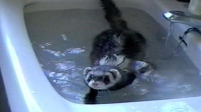 Funniest Pets & People