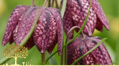 Gardeners' World