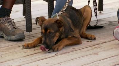 Pit Bulls and Parolees