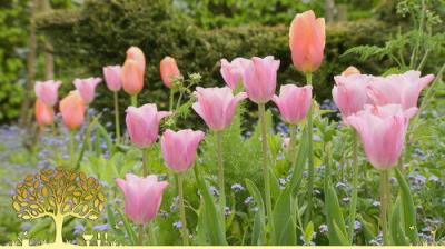 Gardeners' World