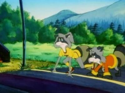 The Raccoons