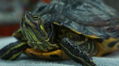 Dr. K's Exotic Animal ER