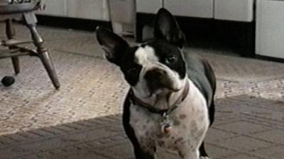 Funniest Pets & People