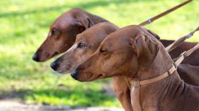 Crufts