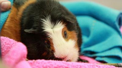 Dr. K's Exotic Animal ER